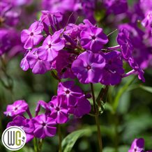 'PHLOX 'OPENING ACT MAGENTA'®'